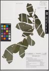 Foto von Salix cinerea L.